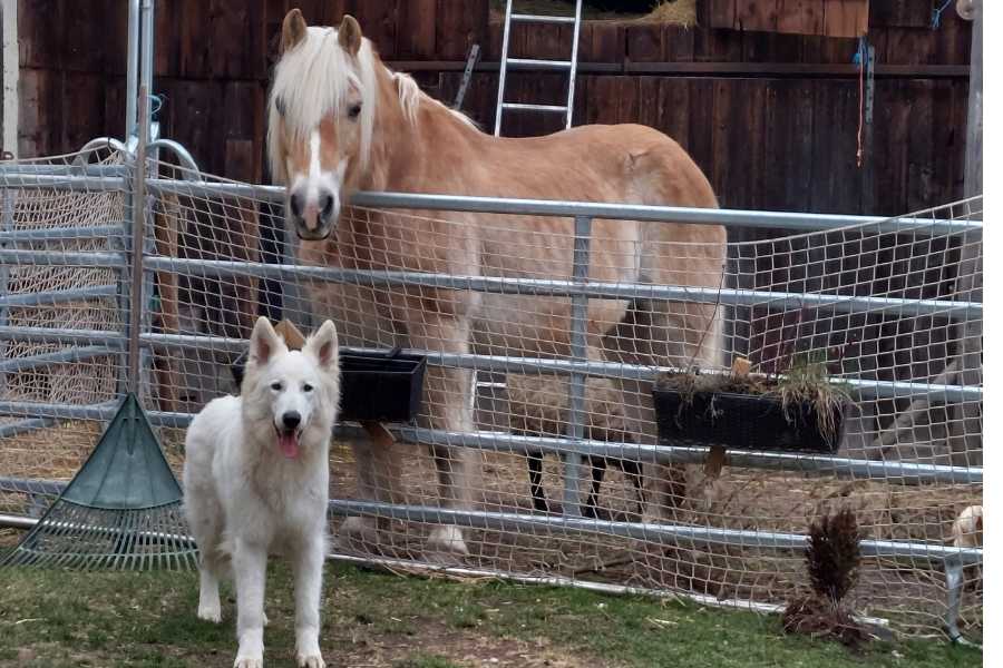 Haflinger Anton, Schaf Elin und der Schäferhund Kalani warten darauf, dass ich in den Stall komme. Erwartungsvoll stehen sie im Innenhof.