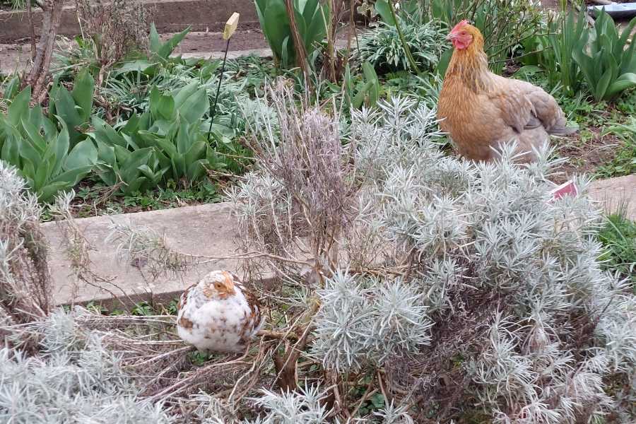 Im Bauerngarten im Kräuterbeet sitzt die Glucke Vanja mit dem Küken. Das Küki hat es sich inmitten eines Currystrauches gemütlich gemacht.