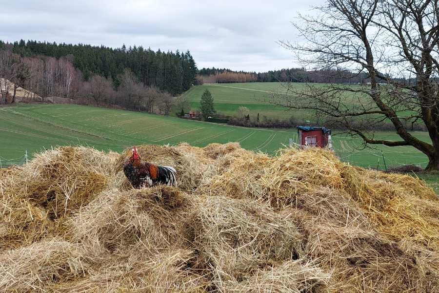 Der Misthaufen vom Lebenshof ist riesig angewachsen. Darauf sitzt der Hahn Lugh, im Hintergrund hügelige Graslandschaft. Der Misthaufen ist wie ein Rückblick, daran sieht man, wie viel ich gearbeitet habe.
