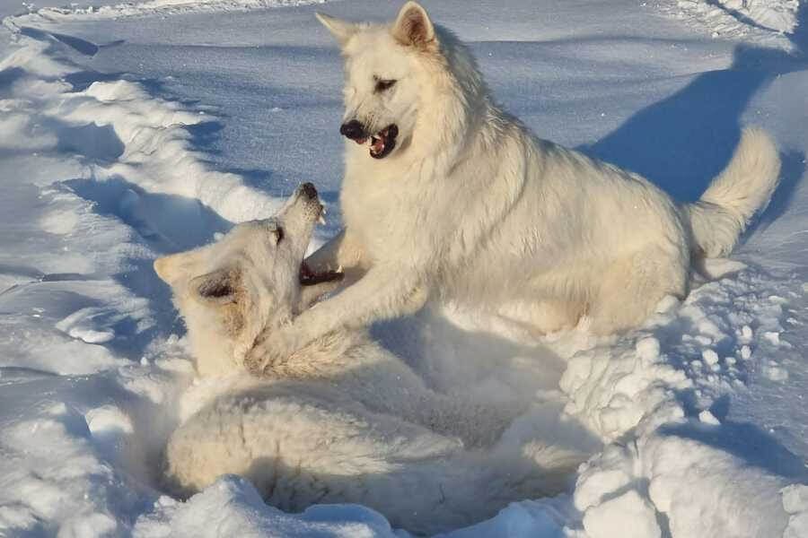 Zwei weiße Schäferhunde kämpfen im Schnee und fletschen sich an. Tierkommunikation ist vielfältig. 