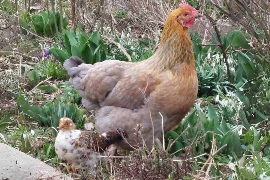 Küken und Glucke im Februar 2024 im Bauergarten
