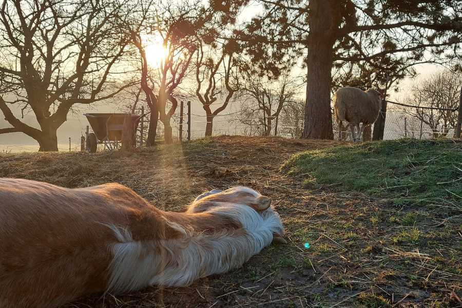 Anton schläft noch in der aufgehenden Morgensonne draussen hinterm Stall und die Schafe stehen daneben und alle geniessen die Magie des beginnenden Tages