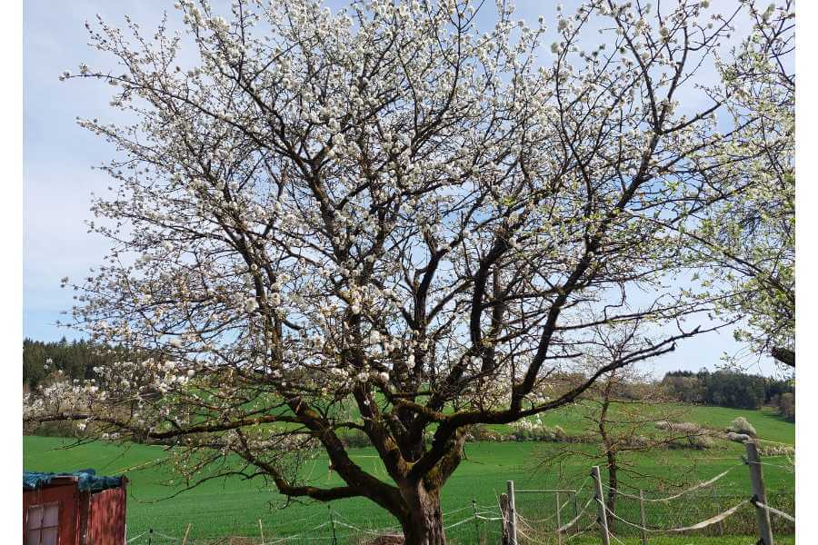 Ein uralter Kirschbaum breit und gross blüht in voller Pracht. Der Rückblick März 2024 ist in etwas so voll, wie die Fülle dieses blühenden Baumes