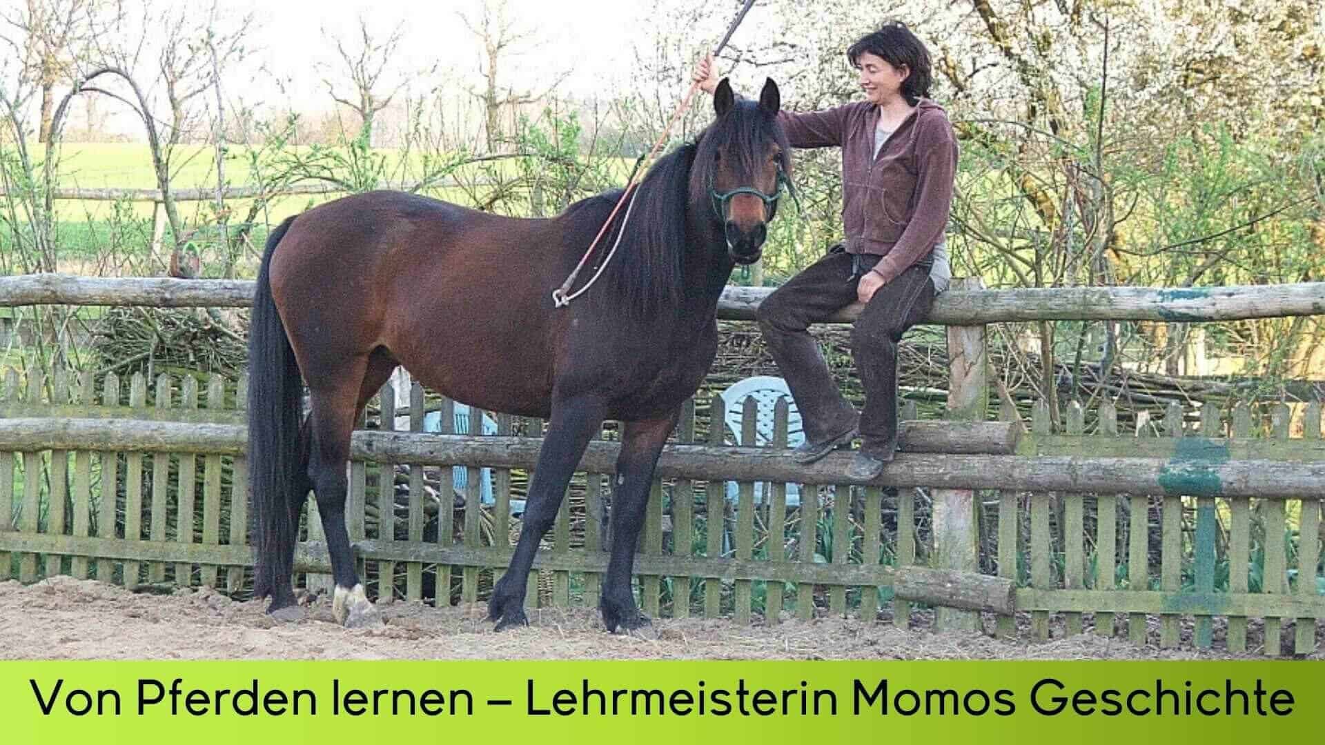 Momo und Marianne auf dem Reitplatz. Marianne sitzt auf dem Holzzaun und streichelt Momo mit dem Carrotstick.