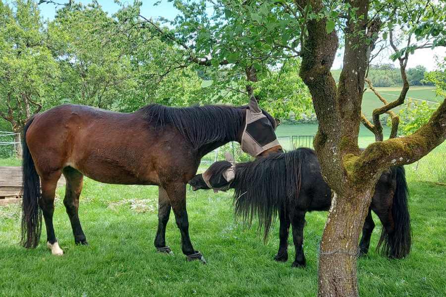 Momo und Pedi knubbeln und liebkosen sich im Obstgarten unter den Bäumen.