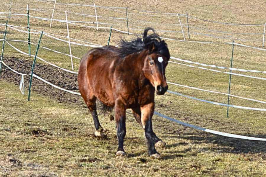 Momo rast von der Waldkoppel im Galopp nachhause und kann fast nicht mehr bremsen. Sie haut die Vorderhufe zum Bremsen in den Boden