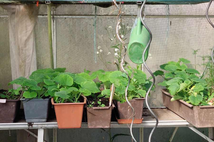 Auf meiner To-Want-Liste ist auch das sinnvole Vorplanen für die neue Gartensaison Hier die Jungpflanzen