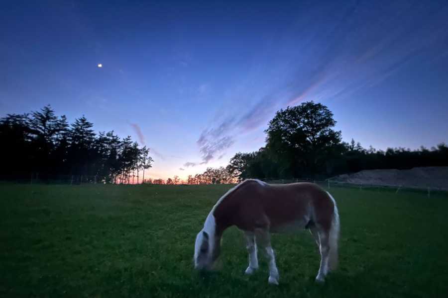 Pferd Haflinger im Dunkel einer klaren Sommernacht