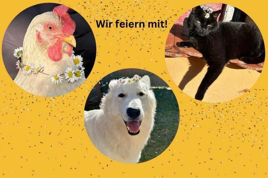 Ein weisses Huhn mit Gänseblümchenkranz um den Hals, ein schwarzer Kater mit Gänseblümchen auf Kopf und der weisse Schäferhund hat auch Gänseblümchenkranz auf dem Kopf