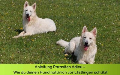 Anleitung Parasiten Adieu – Wie du deinen Hund natürlich vor Zecke, Floh und Mücke schützt