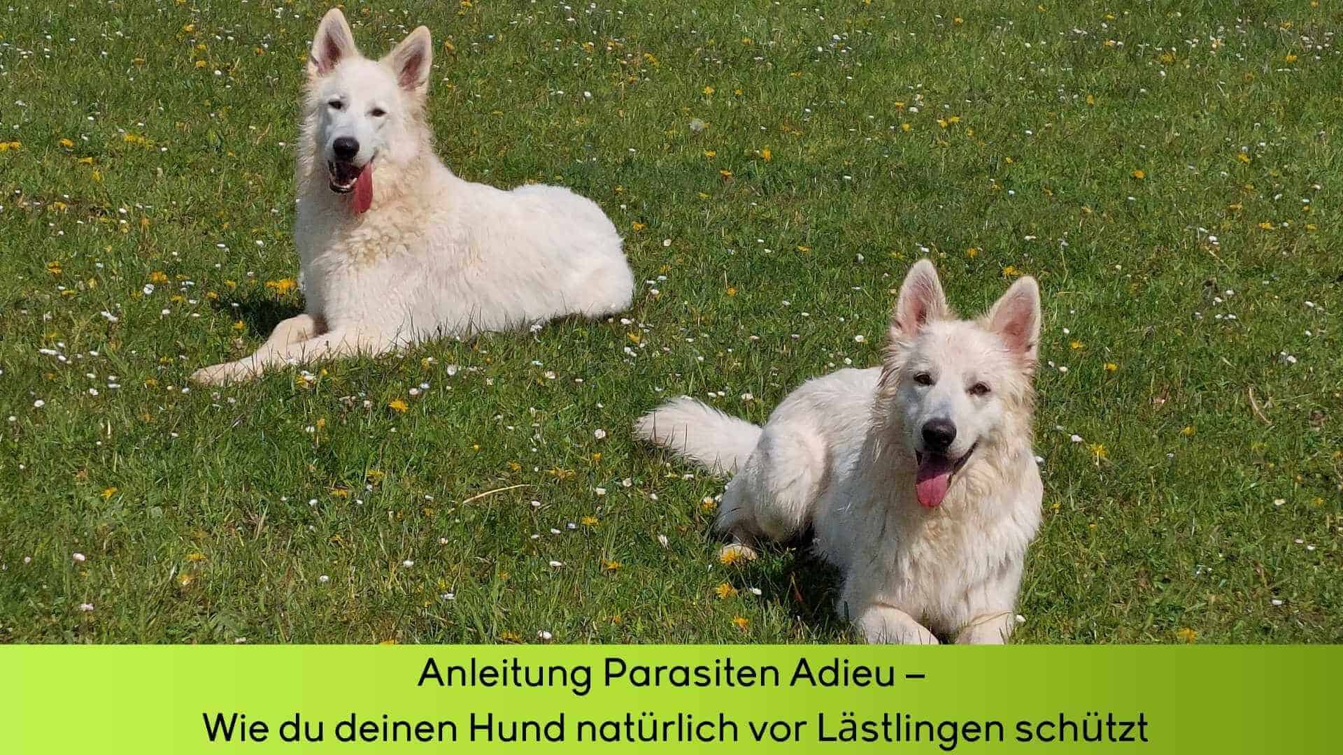 Die weißen Schäferhunde sitzen fröhlich in der Wiese. Sie sind geschützt gegen Parasiten.