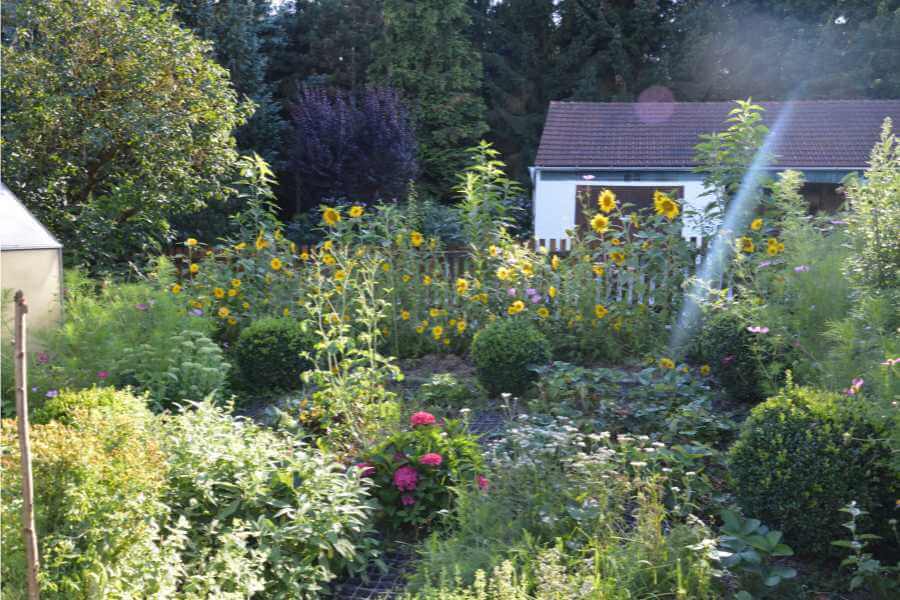 Mariannes bunter Bauerngarten mit Stauden und Sonnenblumen, Kräutern und mehr. 