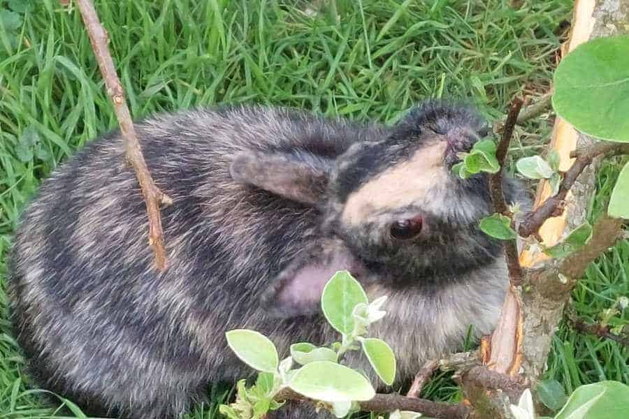 Ein Zwergkaninchen braun-grau-gefleckt kratzt sich mit dem Hals an einem Baum 