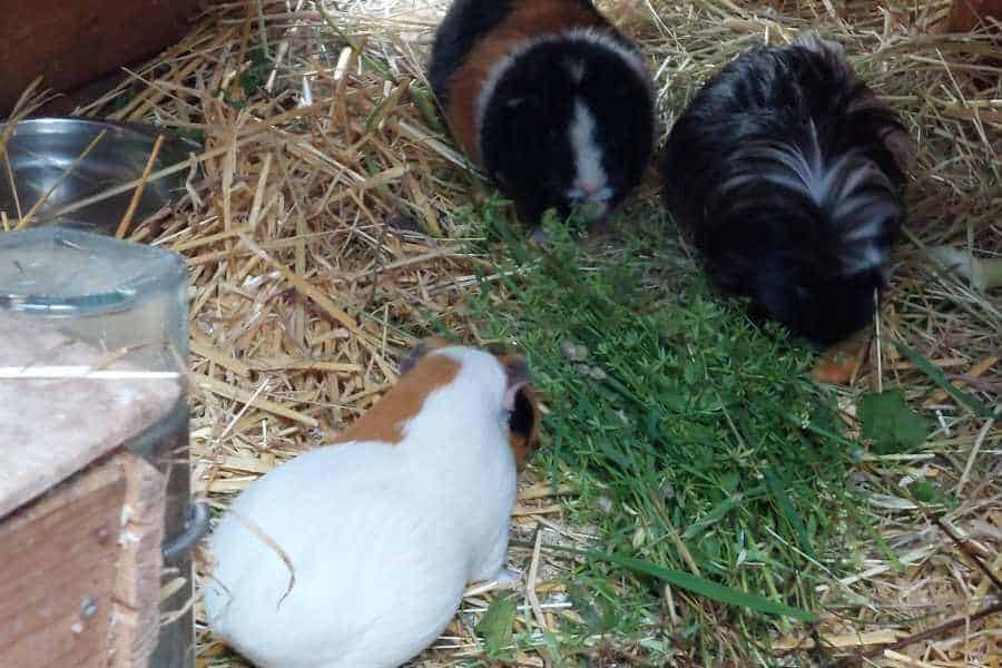 Drei Meerschweinchen essen Gras im Häuschen.