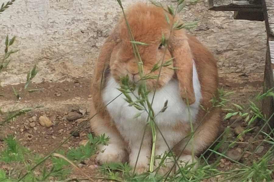 Ein hübscher Schlappohrhase rotbraun mit weißer Brust sitzt im Auslauf.