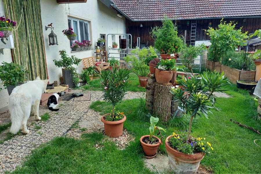Der prächtige Innenhof mit Blumen und Töpfen, alles ist grün