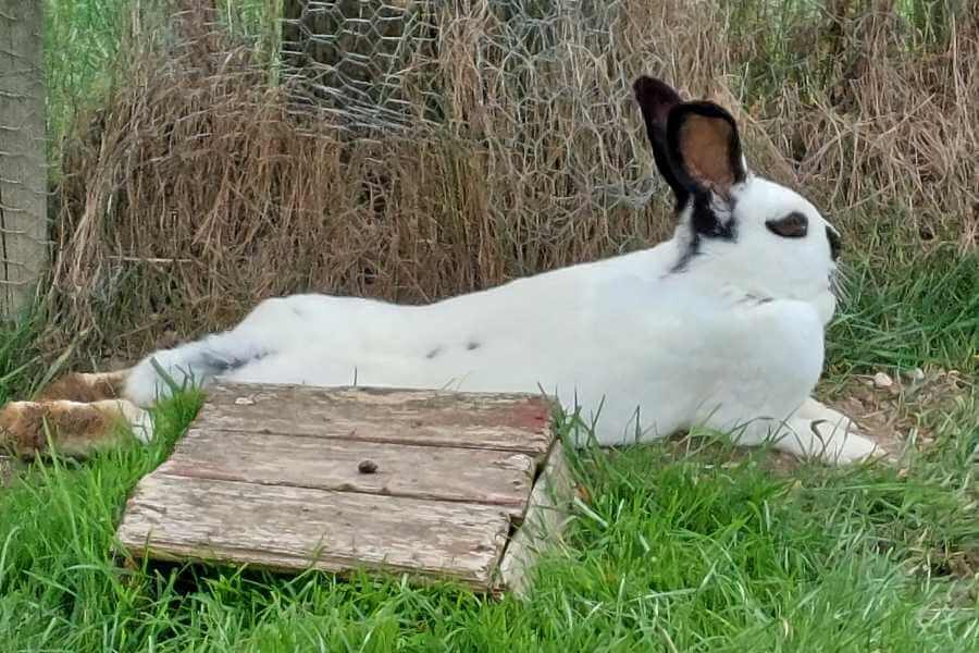 Ein weißes Kaninchen mit schwarzen Punkten liegt ausgestreckt in der Wiese.