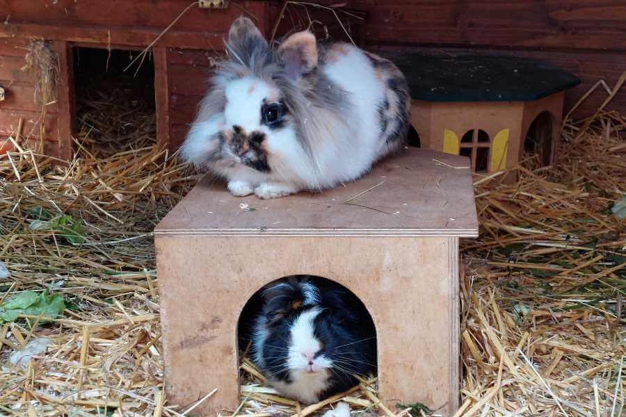 Im Hasenhaus sitzt ein Kaninchen, ein Löwenköpfchen mit 3 Farben und Tupfen auf dem Haus vom Meerschweinchen, das darunter aus dem Häuschen schaut.