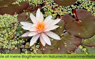 Entdecke das Große Ganze: Wie all meine Blogthemen im Naturreich zusammenfließen