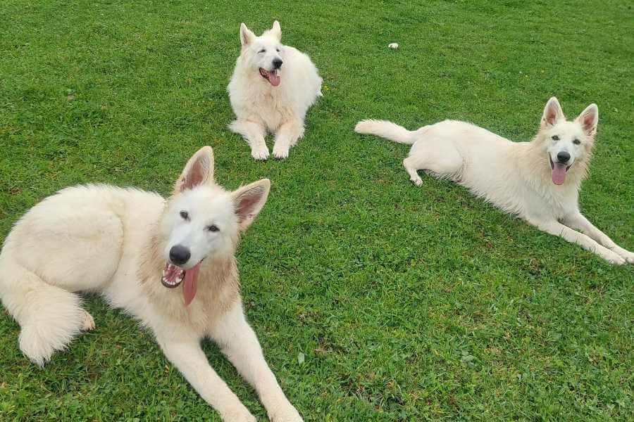 Joschi, Mieka und Kalani liegen auf der Wiese.