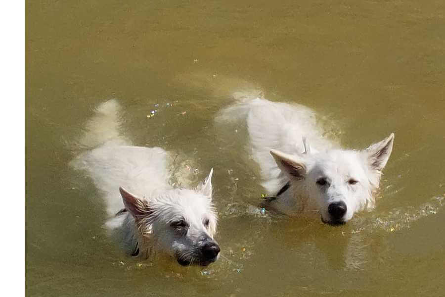 Zwei weisse Schäferhunde schwimmen im Fluß