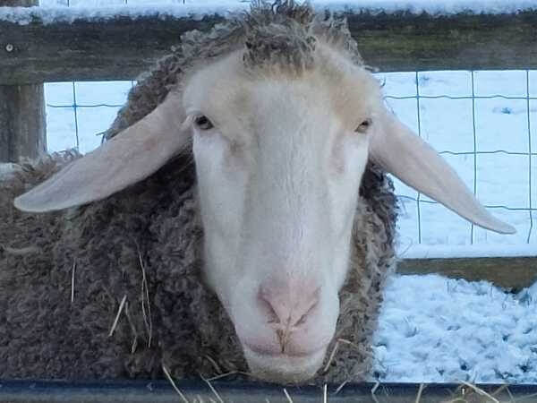 Ein Schafbock namens Frodo