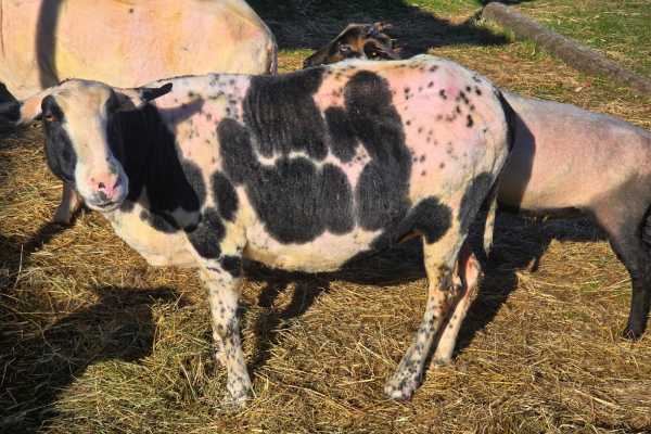 Schaf Rosalie ist frisch geschoren und sie ist schwarz-weiss gescheckt und hat überall schwarze Punkte