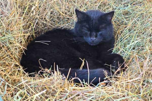 Der schwarze Kater Odin liegt im Heu und sonnt sich