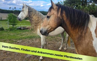Vom Suchen, Finden und Ankommen zweier Pferdeseelen