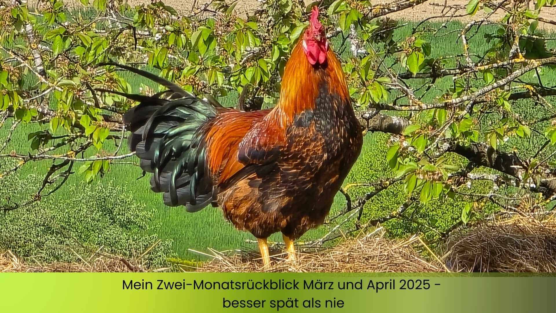 Der rot-braune Hahn Kyros steht stolz auf dem Misthaufen