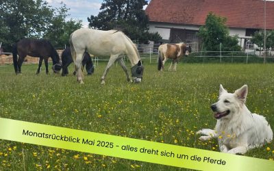 Monatsrückblick Mai 2025 – alles dreht sich um die Pferde