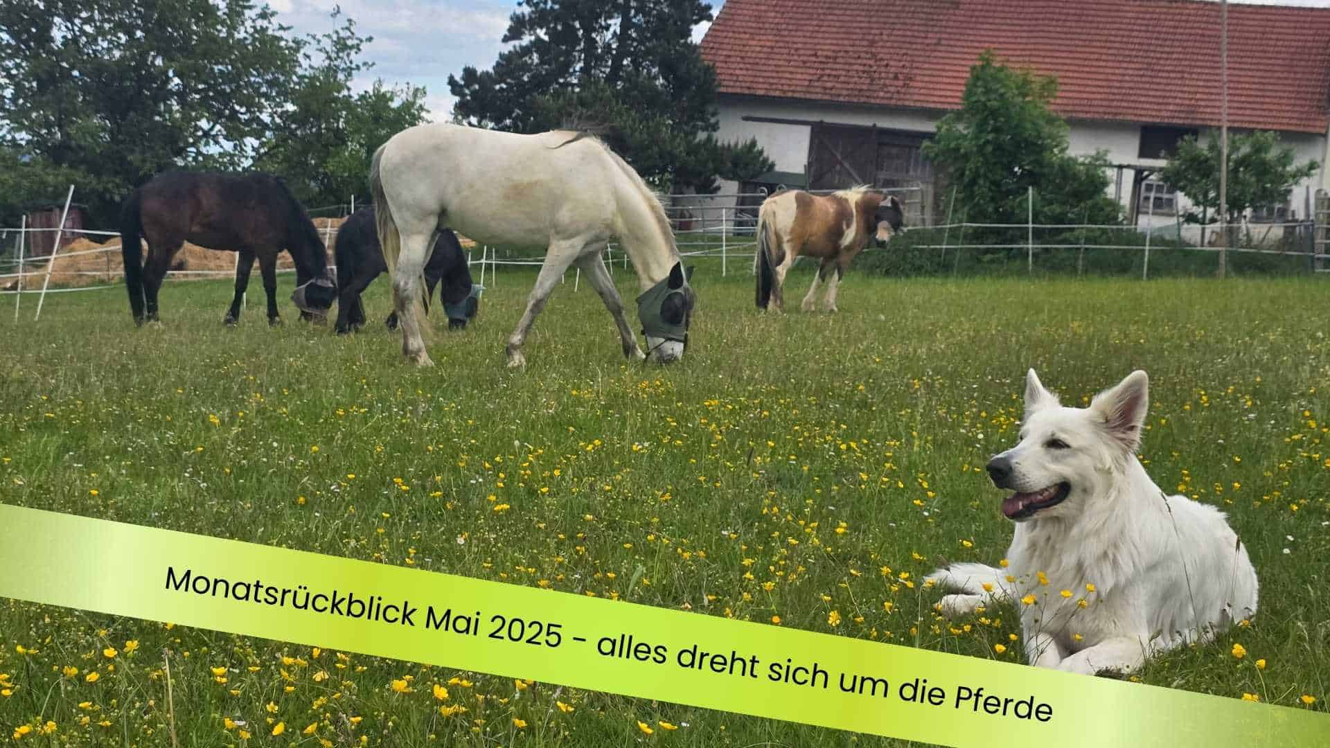 Vier Pferde und ein weisser Schäferhund auf der Weide