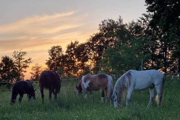 Vier Pferde grasen im Sonnenuntergang