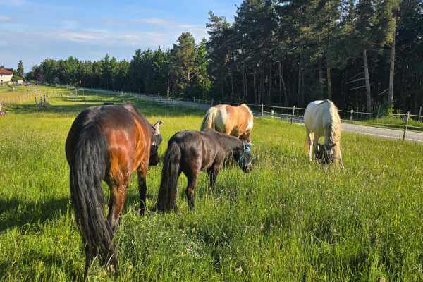 Die Pferde Momo, Pedi, Corazone und Rainbow auf der Weide